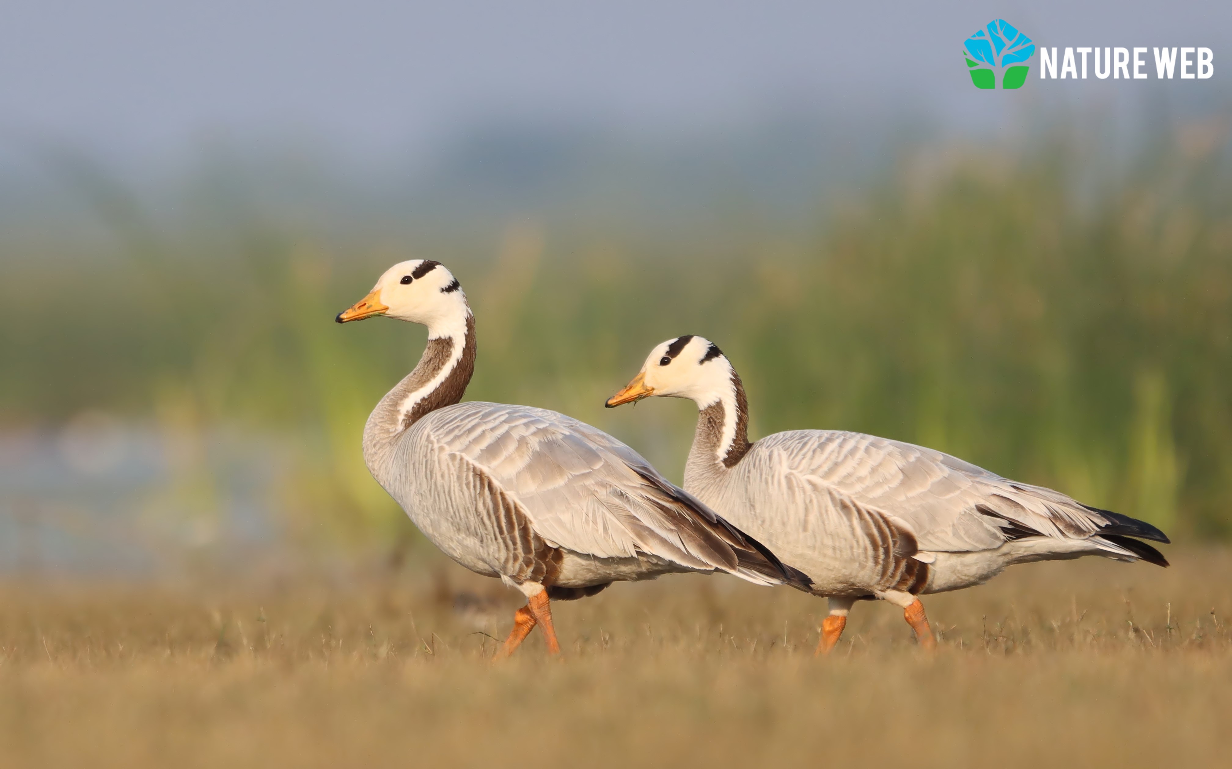 Bar-headed Goose